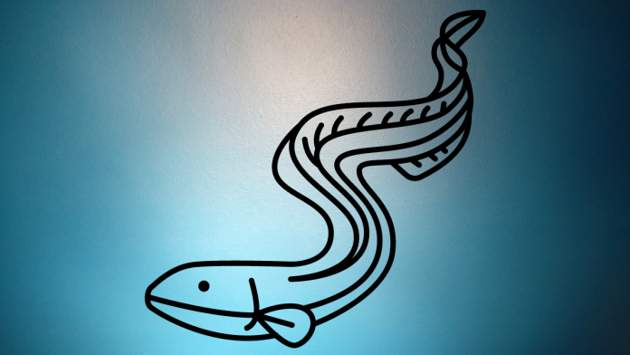 Where do eels come from? A mystery unsolved by humankind